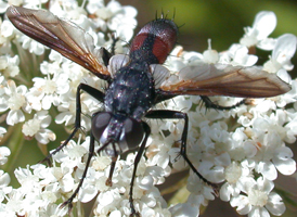 Cylindromyia sp.